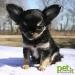 Pet It Inc.