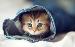 Kitten Sittin'
