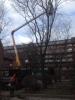 Plowright Tree Services