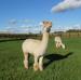 Ziraldo Alpacas