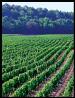 Wine Council of Ontario