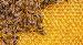 Maguire Apiaries