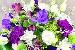 Collingwood Flowers