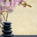 Alice Acupuncture Therapy Clinic