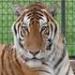 Northwood Zoo & Animal Snctry