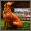 The Doggy Did It - Pet Photography company logo