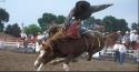 Steady Brooke Saddlery company logo