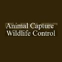 Animal Capture Wildlife Control company logo