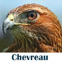 Chevreau Consulting Ltd. company logo
