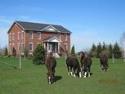 Hackney Horse B&B company logo