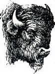Healey Falls Bison Farms company logo